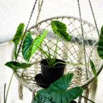 6 Most Popular Houseplants That Are Easy to Care For!